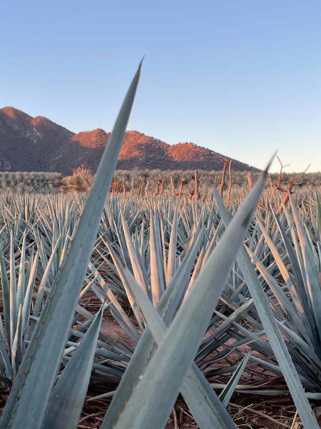 Jarabe de agave orgánico