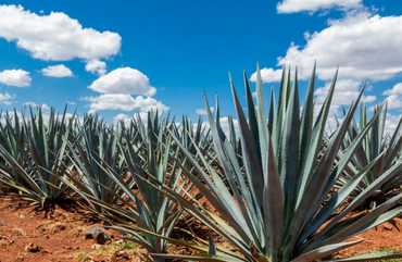 Optimización de costos