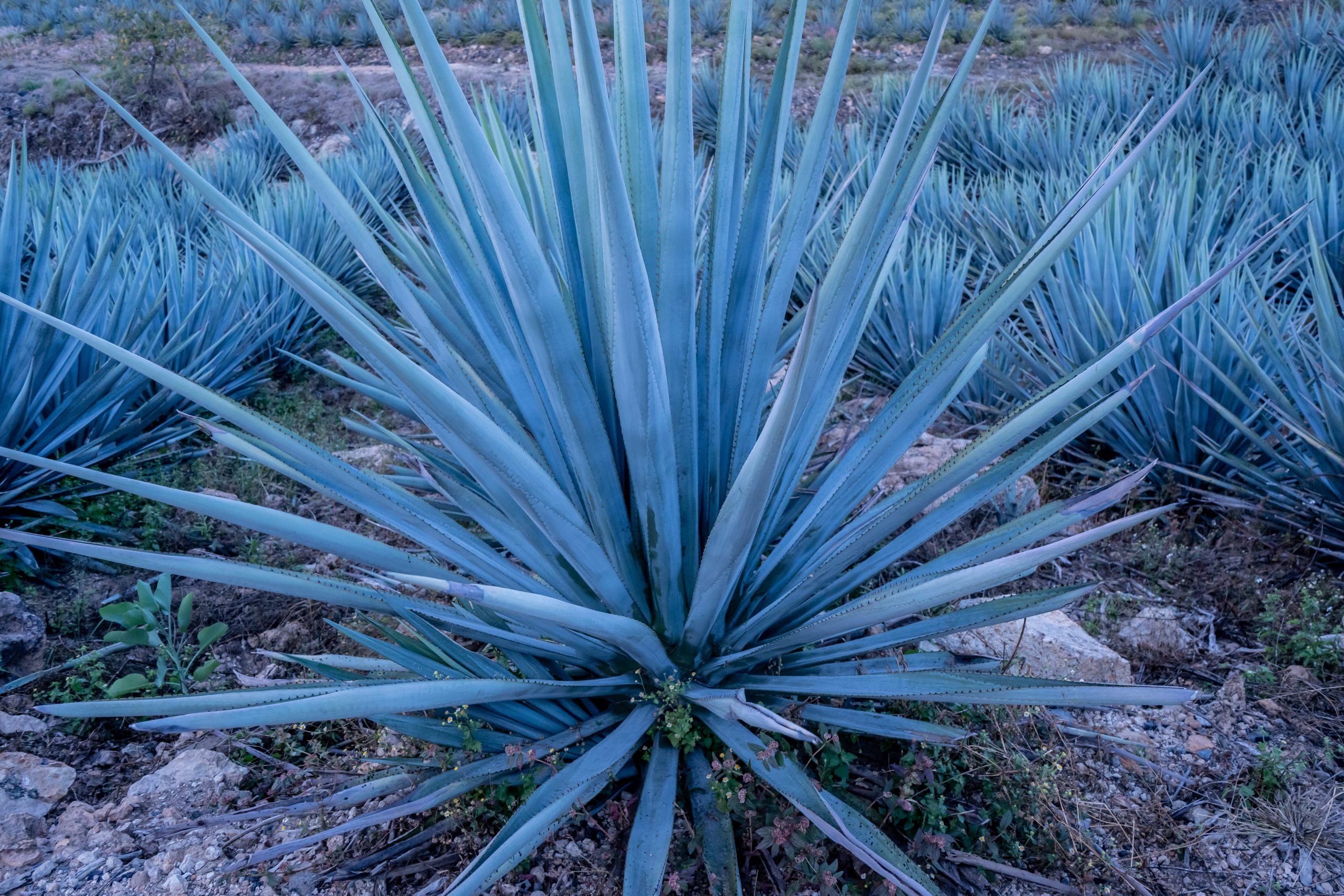 Agave Inulin Natbee Blue